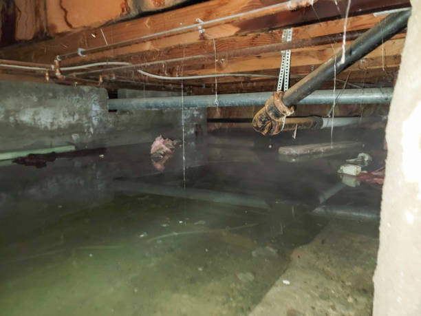 Best Local water damage restoration  in Ely, IA