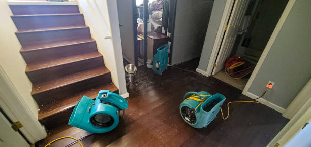 Best Carpet water damage restoration  in Ely, IA