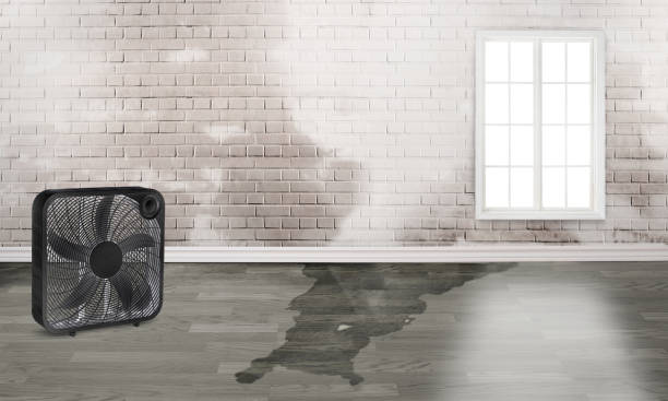 Best Flood restoration services  in Ely, IA
