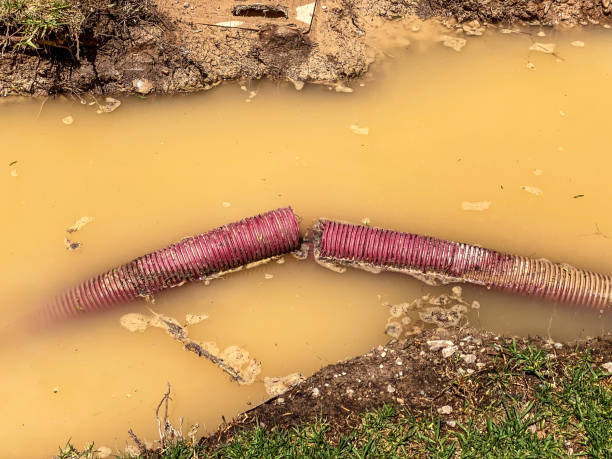 Best Basement water damage restoration  in Ely, IA